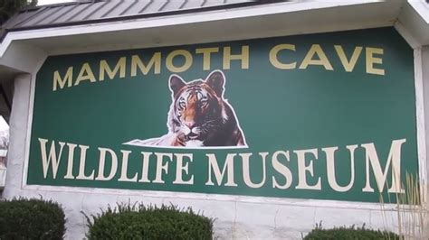 Mammoth Cave Wildlife Museum Youtube