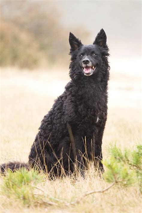 30 Best Hungarian Mudi Images On Pinterest Herding Dogs Hungarian
