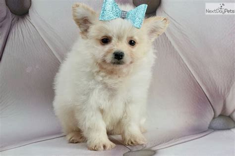 Teacup Blanco Poma Poo Pomapoo Puppy For Sale Near Fort Wayne