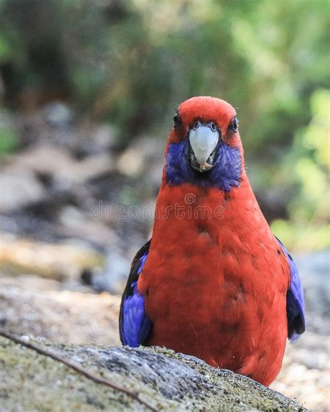 An Australian Crimson Rosella Parrot At Wilson Promontory National Park