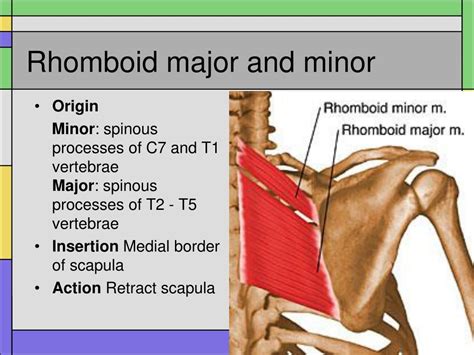 Ppt The Shoulder Joint Test Monday Powerpoint Presentation Free