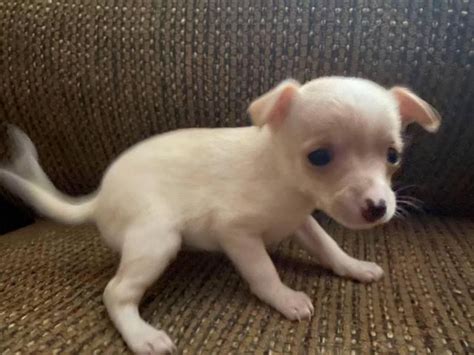 2 male 2 female chihuahua puppies for adoption phoenix puppies for sale near me