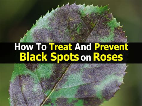 How To Treat And Prevent Black Spots On Roses