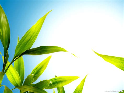 Hdr Leaves And Blue Sky Powerpoint Background Powerpoint Background