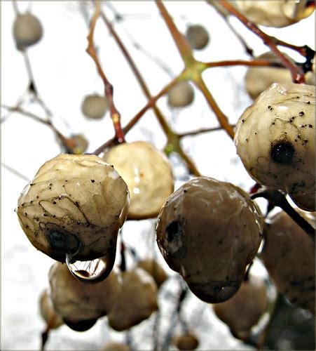 Snowberries Clusters Of Snowberries Caught My Eye When I Flickr