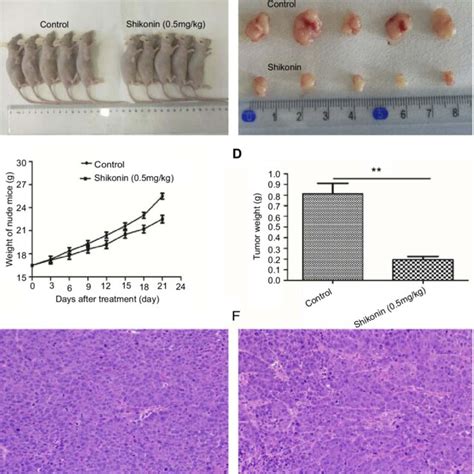 Shikonin Significantly Inhibited Tumor Growth A Photographs Of