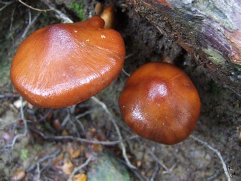 Fungi New Zealand