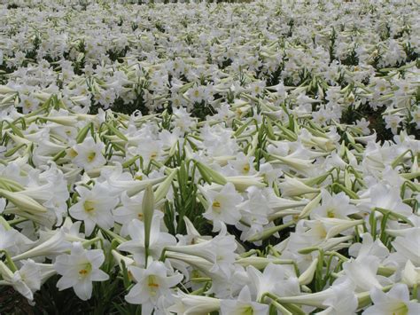 Easter Lilies North Raleigh Florists Blog