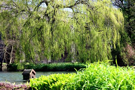 Weeping Willow Tree Facts Gardenerdy