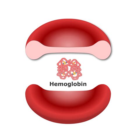 Chemical Structure Of Hemoglobin