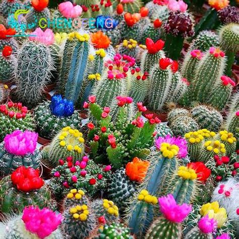 Rare Cactus Succulents Blooming Cactus Cactus Flower Beautiful Flowers