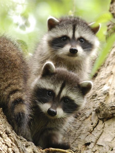Baby Raccoons Baby Raccoons Raccoon Funny Cute Raccoon