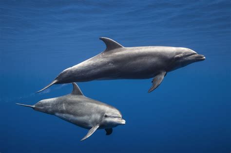 Delfín Mular Nariz De Botella Bottlenose Dolphin Tursiops Truncatus