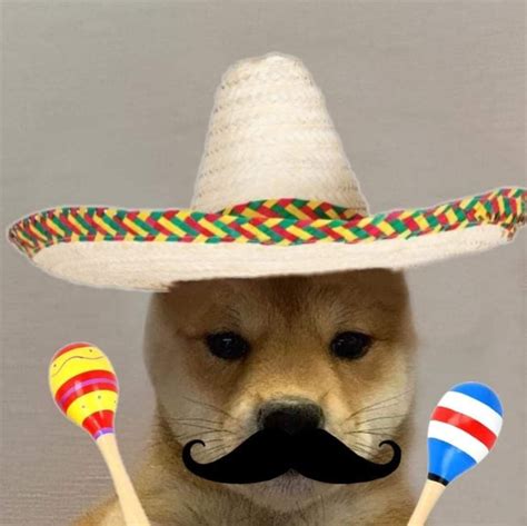 Doge With Hat Fun Pictures Of Dogs Wearing Hats We Are