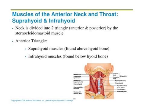 Muscles Of The Anterior Neck And Throat Suprahyoid And Infrahyoid