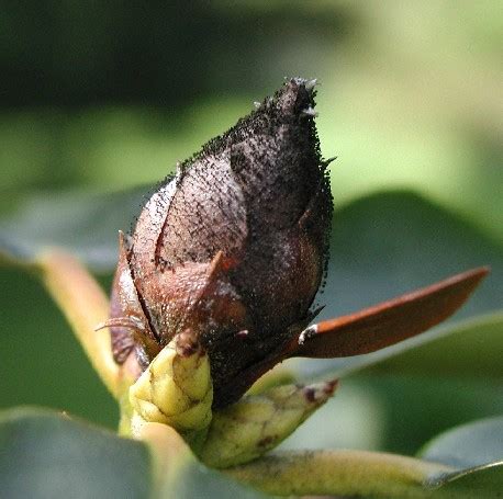 The fungus phytophthora species causes one of the most common disease problems in the landscape for rhododendron and azalea. Rhododendron-Bud Blight | Pacific Northwest Pest ...