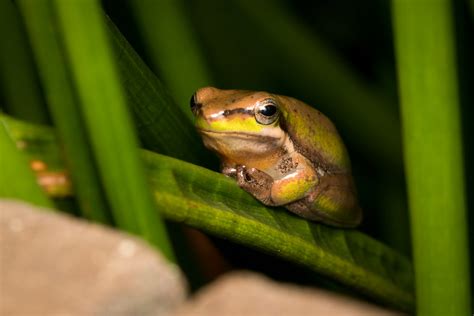 Eastern Dwarf Tree Frog Litoria Fallax Karlbobski Flickr