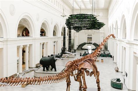 5 Things To See At The Chicago Field Museum In September 2020