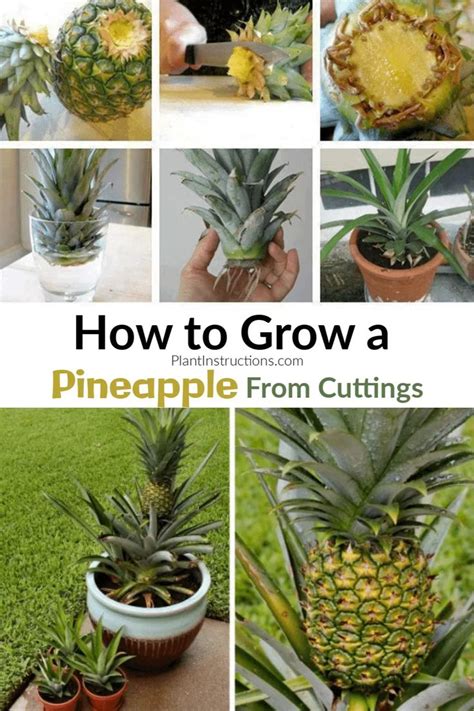 How To Grow A Pineapple In Your Home Or Garden Fruit Garden
