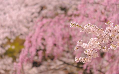Wallpaper Nature Branch Cherry Blossom Pink Spring Leaf Flower