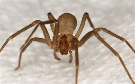 Blog What Las Vegas Property Owners Need To Know About Spider Control