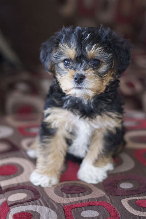 Yorkie Poo Puppies For Sale Just Pets 24