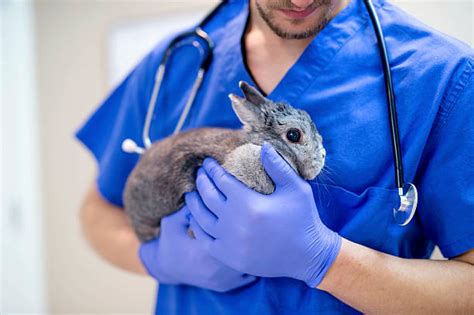 Vet Rabbit Veterinary Medicine Animal Hospital Stock Photos Pictures