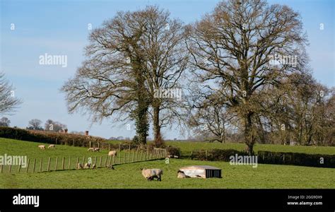 Farmland Scenery Near Bradninch In The Devon Countryside Stock Photo