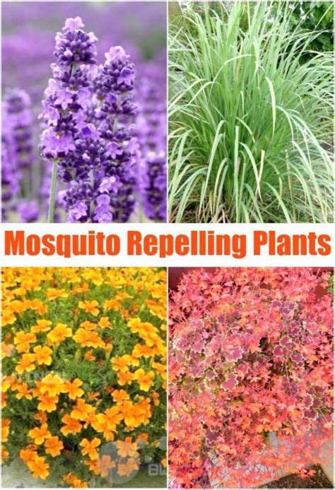 Mosquito repelling plants | Mosquito repelling plants, Plants, Lawn and ...