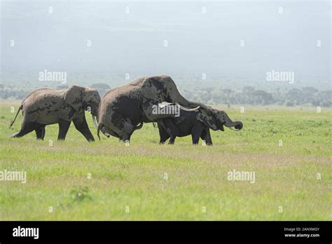 Huge Bull Elephants Mounting Female For Mating At Amboseli National Park Kenya Africa Stock