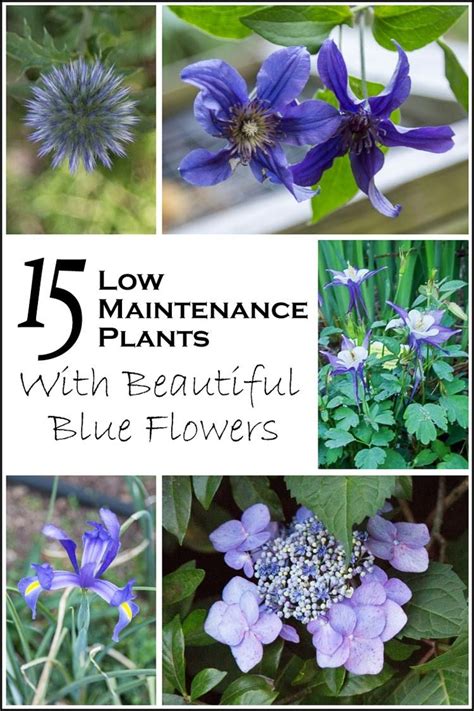 Plant them together in borders according to flowering period, colour and size. Blue Flowering Plants (15 Easy To Grow Perennials and ...
