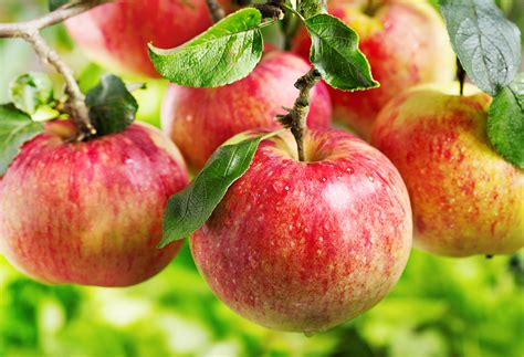How To Plant Grafted Apple Trees In Kenya Oxfarm