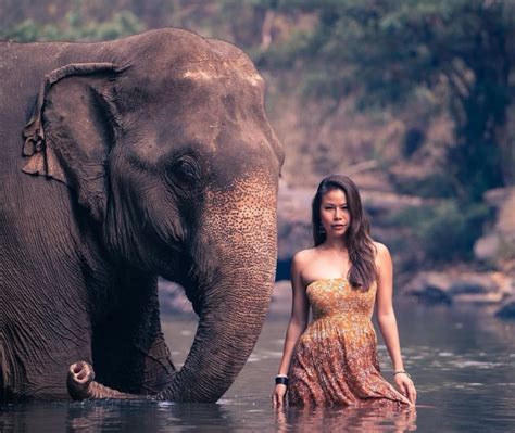 A Woman And An Asian Elephant Chai Lai Orchid