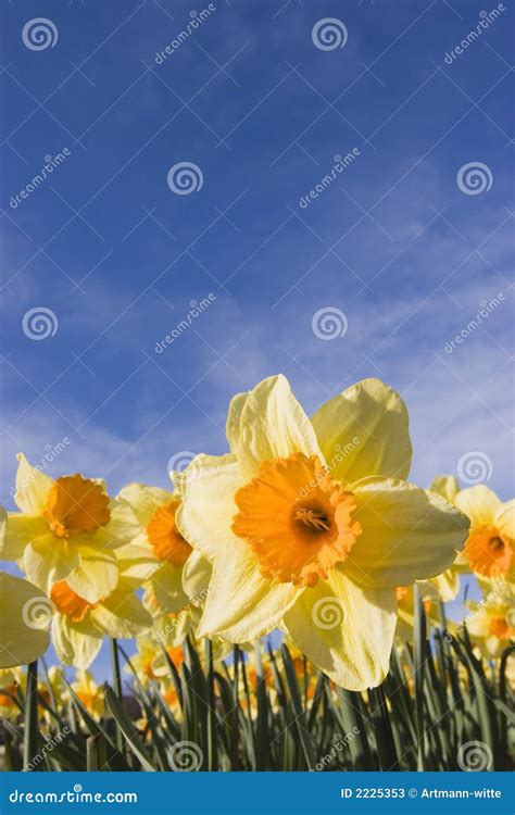 Daffodils Against Blue Sky Stock Image Image Of Vibrant 2225353