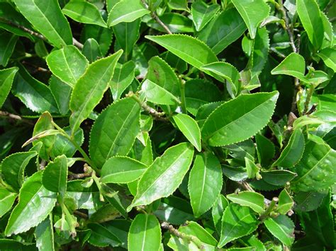 Tea Plant (Camellia sinensis) ← Buds in the News