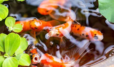 What Do Goldfish Eat In The Wild Aquatic Eden