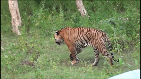 Tiger Chasing Bison Tiger Attack Bison Bandipur National Park