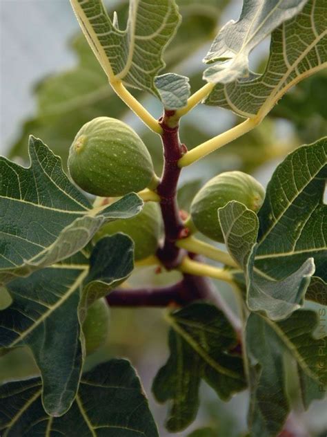 Fig Tree For Sale Fruit Trees In Containers Fig Fruit Tropical