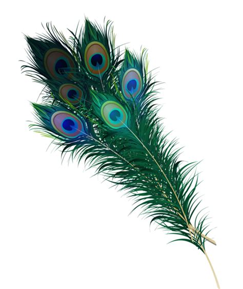 Peacock Feather Png Hd Free