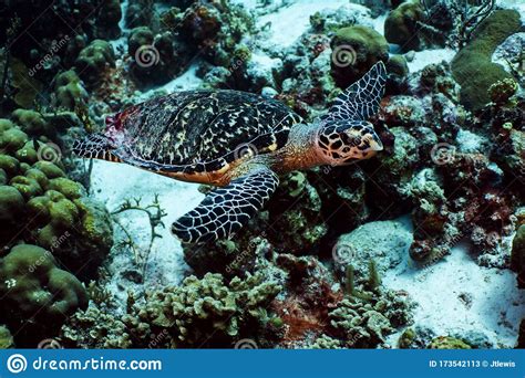 Head is narrow and has 2 pairs of prefrontal scales (scales in front of its eyes). Hawksbill Sea Turtle stock image. Image of imbricata - 173542113