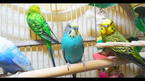 100 Min Happy Parakeets Sing Play Chirp Bird Tv Cute Budgie Chirping