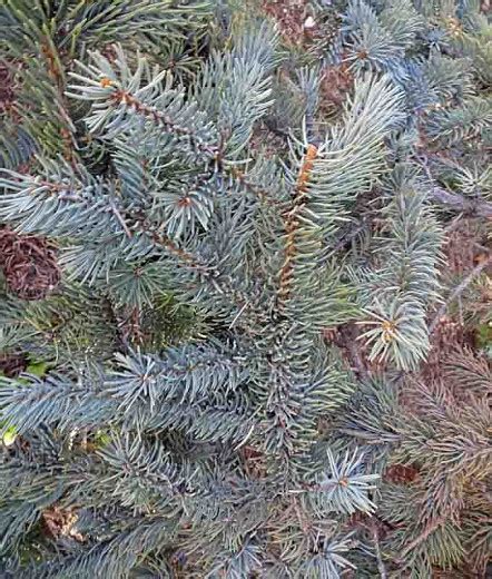 Picea Pungens Hoopsii Colorado Spruce