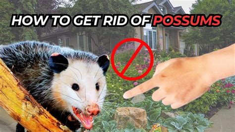 How To Get Rid Of Possums In Your Home Or Yard Youtube