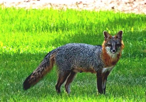Wildlife Of North Carolina North Carolina Fox