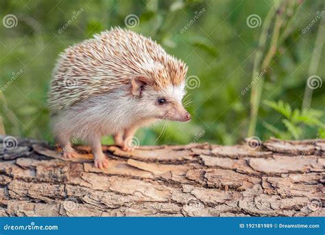 Cute Little Hedgehog In The Forest Stock Image Image Of Tree Natural