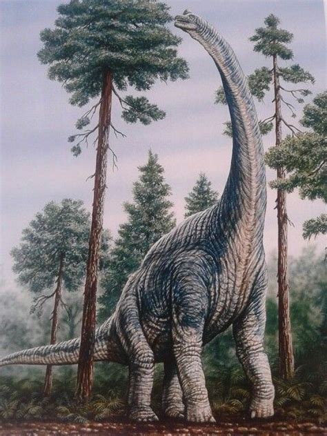 The Brachiosaurus Possessed A Massive Neck And Ate The Highest Branches