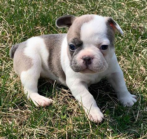 The small size is highly desired. french bulldog puppies for sale