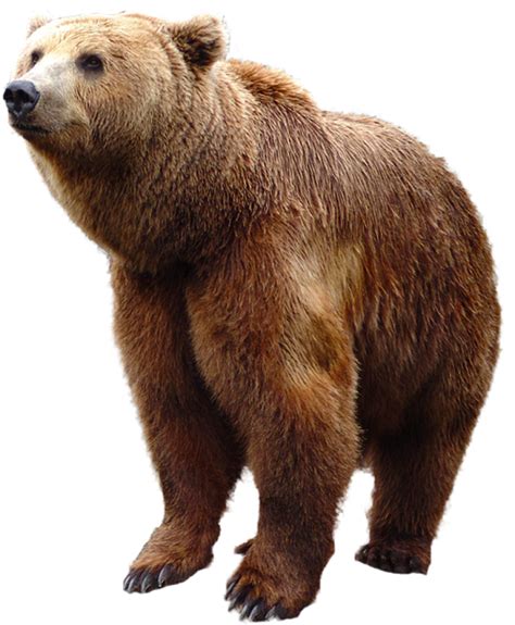 Grizzly Bear Standing PNG Image - PurePNG | Free transparent CC0 PNG png image