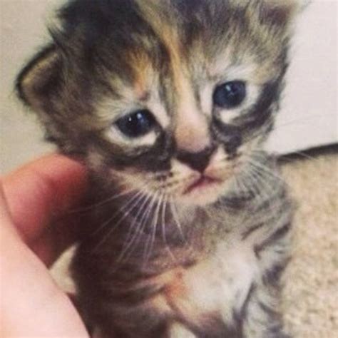Purrmanently Sad Cat Is The Internets New Favorite Kitten E Online Uk