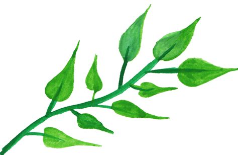 Leaf Plant Stem Watercolor Painting Clip Art Leaf Png Download 1377